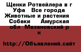 Щенки Ротвейлера в г.Уфа - Все города Животные и растения » Собаки   . Амурская обл.,Мазановский р-н